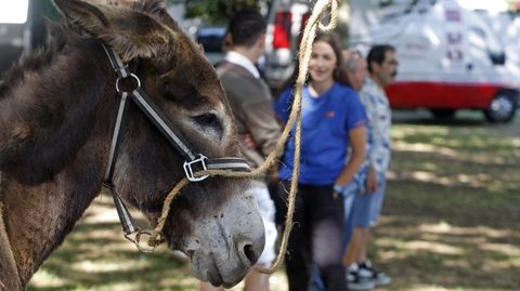En la carrera de este año participaron 13 burros