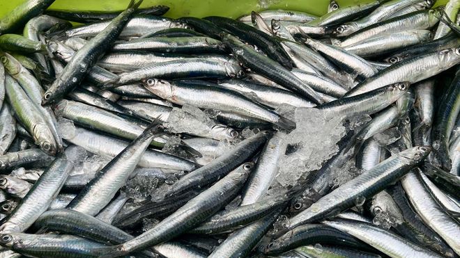 Bocartes frescos, reci�n capturados por cerqueros.