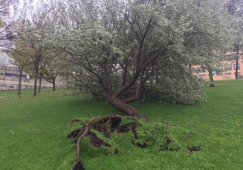 �rbol arrancado por el viento en el parque de San Diego