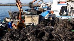 En Vilanova, las descargas de sacos de mejill�n mantuvieron un ritmo trepidante y los barcos tuvieron que hacer cola.