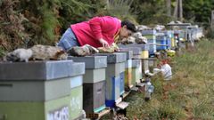 Un colmenar en la parroquia de Cui�a, en Ortigueira