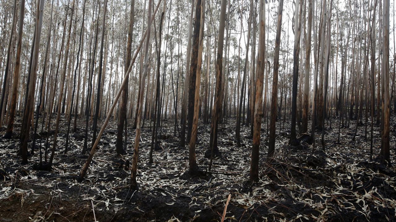 Nueve incendios forestales, algunos incontrolados, este domingo en el Occidente asturiano