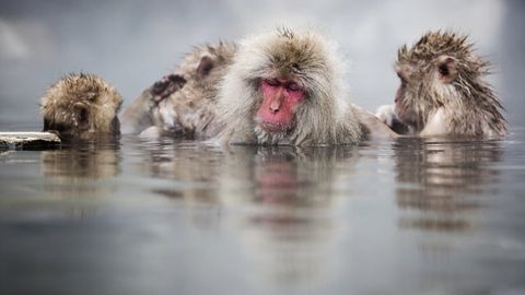 Un grupo de monos en unas aguas termales de Jap�n