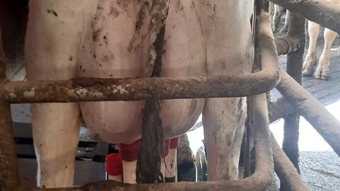 Una vaca siendo orde�ada por el robot