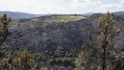 Viñedos de Valdeorras en medio del monte quemado.