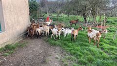 Parte del reba�o junto a la vivienda de su propietaria, en una imagen de archivo