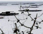 La r�a de Arousa tiene casi el setenta por ciento de las bateas de mejill�n de toda Galicia.