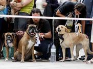 Imagen del desfile canino del pasado a�o.