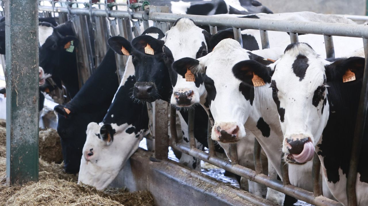 España amplía la vacunación contra la dermatosis nodular contagiosa a varias comarcas de Navarra, Aragón y País Vasco