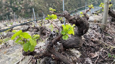 Vides en brotaci�n en la ribera de Doade, en una foto tomada el pasado 25 de marzo