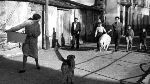 Un cerdo paseando con sus dueos por una calle de Noia, a mediados del siglo XX