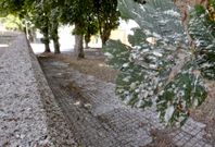 Los �rboles y el pavimento en el acceso al auditorio est�n cubiertos de excrementos. 