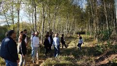 Parcela de Penam�, en Allariz, para el aprovechamiento de abedules