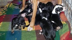 Doce cachorros abandonados en una cuneta