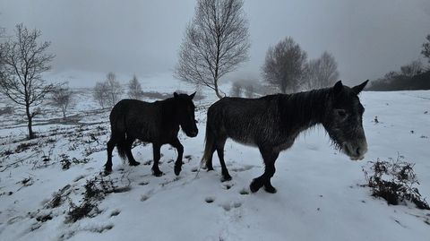 Caballos en el monte en Campelo, A Lama, durante una nevada