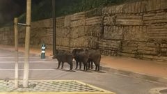 Momento en el que los jabalíes cruzan un paso de cebra en Sanxenxo
