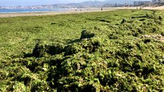 Algas invadiendo Playa America en Nigran
