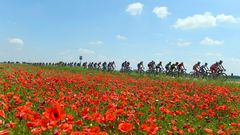 El pelot�n del Giro de Italia pasa junto a un campo de amapolas entre Abbiategrasso y Prato Nevoso
