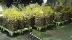 Moluscos en la lonja de Campelo, en Poio