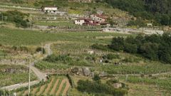 Gomariz (en la imagen la zona de A Vilerma) es uno de los enclaves hist�ricos dentro de la actividad vitivin�cola de la Denominaci�n de Orixe Ribeiro