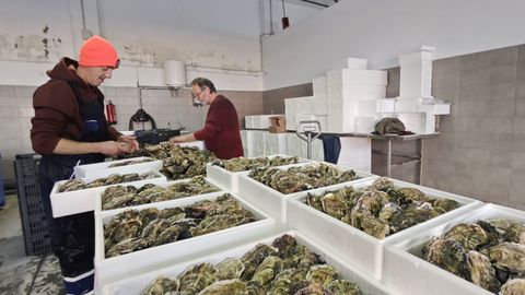 La preparaci&oacute;n de los env&iacute;os de ostras del Eo ayer por Acueo