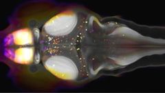 Larva de pez cebra utilizada en la investigaci�n