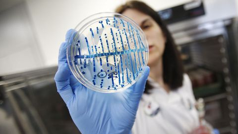 Un cultivo en un laboratorio de microbiologa
