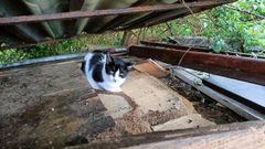 Un gato enfermo en la colonia de Os Amenedos, junto a la calle Mestre Casado