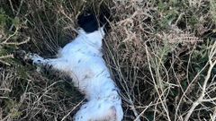 Perro encontrado muerto con un disparo en Mazaricos