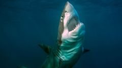 El tibur�n blanco, uno de los mesot�rmicos afectados.