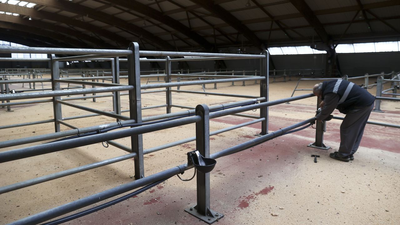 Asaga asegura que hacer lotes de ganado está prohibido y los tratantes advierten de que eso supondría paralizar todas las ventas