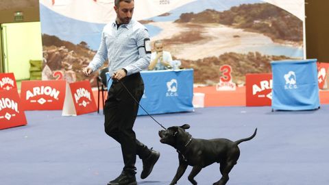 Exposici�n Canina de Galicia en Lugo