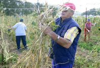Vecinos de Lourenz� recogiendo fabas de la producci�n de a�os anteriores. 