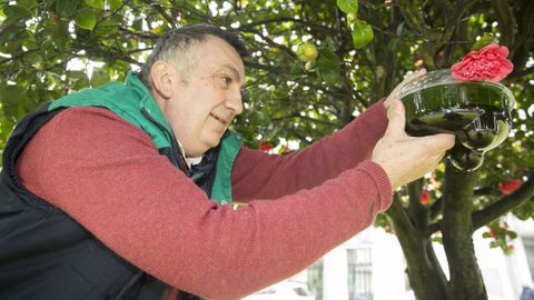 Instalacin de una trampa para velutinas en el municipio de Carballo, en una imagen de archivo