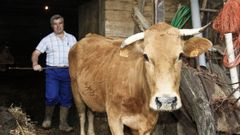 �Non pelexo por capricho, � por necesidade: vivo das vacas�