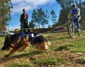 Seijas y su pastor alem�n �Harry� en su �ltima prueba en Vigo. 