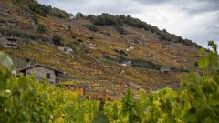 Imagen oto�al de la zona de la ribera de San Fiz donde se concentran m�s bodegas