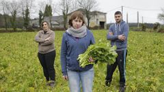 Agricultores del valle muestran un genuino manojo de grelos de Monfero en medio de un campo da�ado por las heladas
