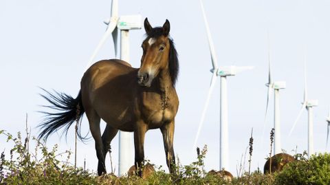Los caballos conviven con los aerogeneradores en el Monte Faro desde hace m�s de veinte a�os
