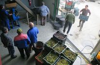 Procesamiento de aceitunas en la empresa quiroguesa Ouro do Sil, de reciente creaci�n. 