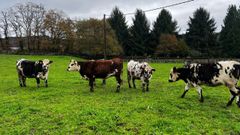 Vacas normandas haciendo la cuarentena en Lugo