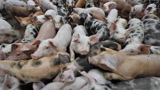 Imagen de archivo de una granja de cerdos.