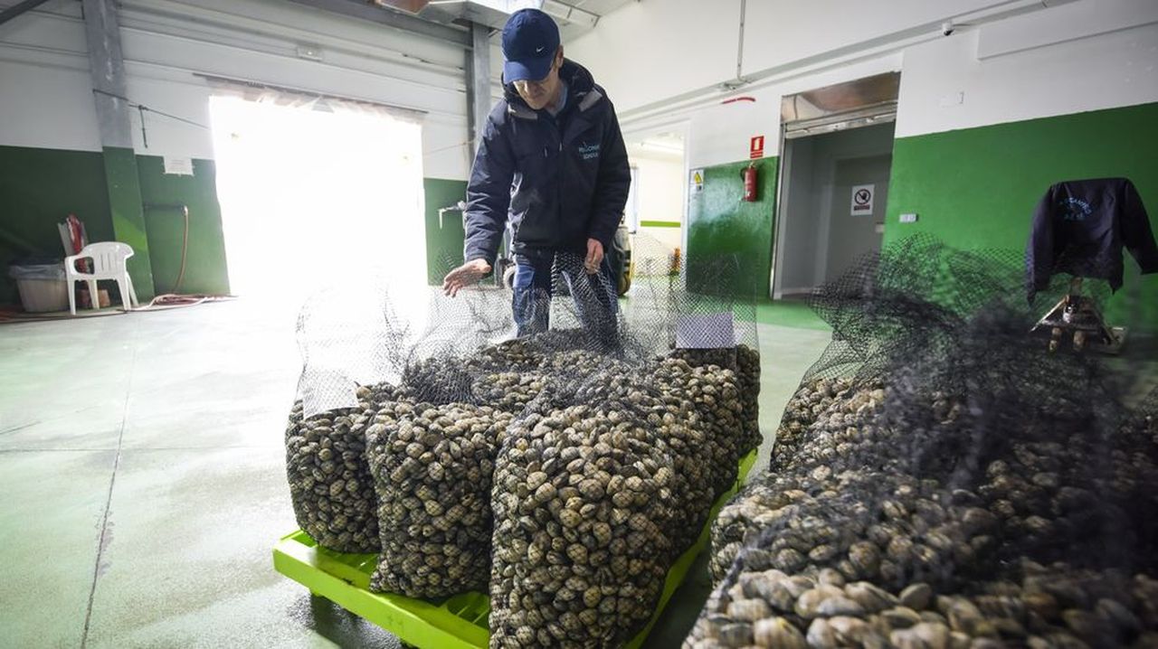 Las cofradías de Pontevedra recelan del plan de Mar y se decantan por seguir mariscando