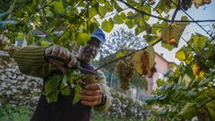 Las im�genes del inicio de la vendimia de Vi�os da Terra do Barbanza e Iria