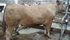 Este buey es la res mejor pagada del a�o en la Central donde ayer se batieron muchos r�cords del mercado.