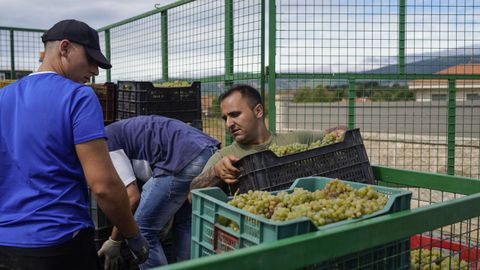 Vendimia en Monterrei. A la derecha el bodeguero Manuel Vzquez Losada