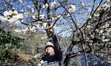Uno de los cerezos �japoneses� de Belesar con sus flores, en el lugar conocido por Peiz�s. 