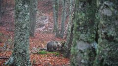 Liberacin de la osezna en Picos de Europa