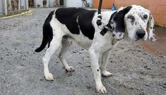 �Hueso� es un sabueso que perdi� un ojo y tiene muy da�ado el otro; vive en la perrera de Ferrol.