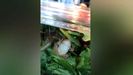 Una familia encuentra una rana viva en un paquete de ensalada